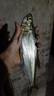 BKUMAN12編進口原絲ygkpe jp線超順滑路亞釣魚線遠投大力馬超強拉力主線 真原絲 【12編ygkpe jp線】100米 0.8 曬單實拍圖