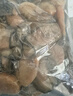 鮮活人生冷凍生蠔肉牡蠣肉 凈重1000g 去殼純?nèi)夂Ｏ犠由詈Ｉr火鍋食材 曬單實拍圖