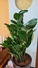 金錢樹盆栽室內(nèi)大盆植物客廳好養(yǎng)辦公室綠植花卉錢串子招財進寶樹 70-80厘米【6-10棵】 基地養(yǎng)殖盆 曬單實拍圖