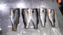 愷蒂鮮鱸魚(yú)片七星鱸魚(yú) 鱸魚(yú)柳 新鮮魚(yú)柳鮮活加工 新鮮海鮮 海水鱸魚(yú) 五袋【250g/袋】 曬單實(shí)拍圖