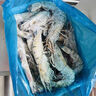 鮮太公【順豐冷鏈】鮮活黑虎蝦 黑虎蝦特大號深海野生級大蝦 活凍鎖鮮 黑虎蝦16-20/ 2斤(凈重)  【特大】 曬單實(shí)拍圖