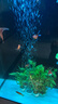 紅金魚活魚觀賞魚小金魚活體魚苗小苗魚招財魚風水魚淡水魚冷水魚 【十全十美】10條5-8CM紅金魚 曬單實拍圖