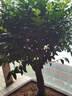 七抒小葉紫檀盆景樹樁室內(nèi)客廳陽臺花卉盆栽老樁綠植四季常青防 曬單實拍圖