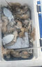 伊酷達(dá)（ECOODA）馭海水滴輪 近海船釣輪 拉流底釣八帶黑黃鱸魚海釣輪 帶卸力報(bào)警 ESW 280（速比6.6:1/釣力10kg） 右手型 曬單實(shí)拍圖