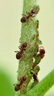 卡色（Kase）大師級(jí)百微鏡頭Plus 手機(jī)微距鏡頭高清拍攝花卉植物細(xì)節(jié)微觀背景虛化聚焦主體攝影配件 曬單實(shí)拍圖