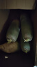 鳶語山東濰坊蘿卜凈重2.5kg 中果 青蘿卜濰縣蘿卜源頭直發(fā)包郵 曬單實拍圖