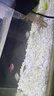 【大號(hào)蝶翼長(zhǎng)尾斑馬魚(yú)】好養(yǎng)耐活熱帶淡水大翡翠綠龍鳳耐熱觀賞魚(yú) 五色蝶翼斑馬3-4厘米10送2 曬單實(shí)拍圖
