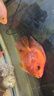 樂(lè )淘逸寵血紅鸚鵡魚(yú)活體發(fā)財魚(yú)財神魚(yú)大型熱帶觀(guān)賞魚(yú)淡水好養 8-10元寶鸚鵡3條（推薦） 曬單實(shí)拍圖