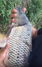 東強釣魚小藥誘魚劑通殺野釣黑坑鯽魚鯉魚草魚青魚餌料窩料開口劑大全 通殺款【小藥誘魚劑】送2贈品 曬單實拍圖