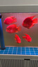 森森（SUNSUN）魚缸燈水草燈全光譜led燈防水燈管水族燈爆藻燈水陸兩用燈管 夢(mèng)之紅（紅魚不紅水） 適合1.2m魚缸 20W獨(dú)立開關(guān) 長98cm 曬單實(shí)拍圖