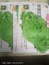 【種子大全】12種蔬菜種子四季菜種子陽臺盆栽綠植庭院易種春秋 菠菜+生菜+油麥菜+上海青每樣3包 曬單實拍圖