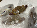 舟山梭子蟹鮮活特大野生大螃蟹新鮮冷凍海鮮水產(chǎn)海蟹飛蟹白蟹順豐 3-5兩/只【3斤 當(dāng)季船供】 曬單實拍圖