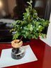 臨雅水培植物室內(nèi)發(fā)財樹富貴竹春羽桌面辦公室綠植物盆栽好養(yǎng)易活花卉 黑古茶+火山杯 曬單實拍圖