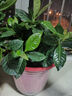 綠有意 綠植花卉辦公室客廳桌面盆栽擺件簡(jiǎn)約創(chuàng)意網(wǎng)紅北歐綠植ins云朵盆 梔子花+甜甜圈PET樹脂盆+托盤+肥料 北歐風(fēng)格網(wǎng)紅綠植 曬單實(shí)拍圖