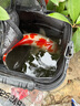 臻佑（Grsaed）釣魚抄網(wǎng)2.5米加厚不銹鋼可伸縮抄網(wǎng)桿輕便攜撈魚網(wǎng)兜抄網(wǎng)頭套裝 曬單實拍圖