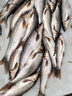 北禾野釣黑坑通殺雅魚洋魚細(xì)鱗裂腹魚專用餌料赤尾青磷蝦粉冷水魚餌料 北禾雅魚濃腥餌料255g*1瓶 曬單實(shí)拍圖