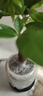 喜鵲說(shuō)發(fā)財(cái)樹(shù)盆栽室內(nèi)客廳辦公室桌面綠植花卉植物四季常青好養(yǎng)活 單粗桿發(fā)財(cái)樹(shù)-PVC甜甜圈盆-密胺托盤(pán) 帶盆栽好 曬單實(shí)拍圖