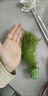 水族魚(yú)草孔雀魚(yú)下崽避難所竹節草新手水草好養耐活靜水凈水小魚(yú)缸 10-20cm200棵竹節草4個(gè)沉底瓷環(huán)  水袋散裝 曬單實(shí)拍圖