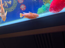 瀚幻三湖慈鯛中大型活體熱帶觀賞魚馬鯛伊巴卡藍(lán)六間非洲王子藍(lán)面財神 非洲王子13-15cn1條 曬單實拍圖