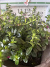 花苗盆栽花卉四季開(kāi)花綠植室外易活好養庭院小區綠化工不支持退貨 滿(mǎn)天星 中苗1盆 16#培育盆 曬單實(shí)拍圖