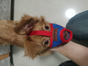 JCZS德國品牌狗狗嘴套防咬亂叫吃口罩小型犬柯基泰迪柴犬狗套狗罩套嘴 紅藍拼接嘴套 S【4-9斤】 曬單實(shí)拍圖
