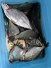 達瓦本川進(jìn)口高碳魚(yú)竿手竿超輕超硬十大臺釣魚(yú)竿鯽鯉魚(yú)竿輕量綜合竿大物竿 6.3m 4H28調休閑版+原裝竿稍 曬單實(shí)拍圖