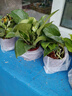 綠蘿盆栽室內(nèi)植物花卉凈化空氣綠植水培垂吊大葉綠蘿新房客廳家用 【整高20cm盆口11】加侖吸水10盆送肥料 曬單實(shí)拍圖
