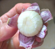 2025大蒜新鮮獨頭蒜干蒜精品紫皮大蒜糖醋臘八蒜蔬菜當季批發(fā) 【人工精選】大果3.0～3.5cm 5斤【帶箱】 曬單實拍圖