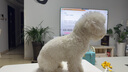 嬉皮狗（hipidog）狗狗防塵褲小型犬四腳衣服防水比熊泰迪遛狗神器戶外防尿防臟腿套 邦迪藍 L 曬單實拍圖