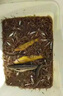地魚籠誘餌誘魚專用餌料包抓螃蟹河蝦黃鱔蝦籠餌料地魚籠誘魚餌料 兩袋【買一送一】限時(shí)限量 曬單實(shí)拍圖