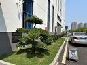 潮裕盆景羅漢松盆景迎客松老樁真樹景觀園林庭院室內(nèi)戶外栽種擺放造型老樹 精品羅漢松47 高端盆景/一物一拍 曬單實拍圖