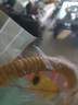 際工煤氣管燃?xì)夤芤夯瘹馓烊粴馊細(xì)庠罹邔Ｓ貌y管煤氣罐防爆金屬軟管 【1米】加厚防爆新國(guó)標(biāo)燃?xì)夤?曬單實(shí)拍圖