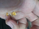 周六福七夕禮物黃金耳釘女足金999花卉耳飾耳針 計(jì)價(jià) 2.26g 曬單實(shí)拍圖