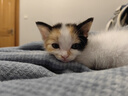 添賜力奶糕貓糧幼貓12月齡乳鐵蛋白奶糕貓咪牛初乳免疫糧3LB(1.36kg) 曬單實(shí)拍圖