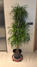 植男植女龍血樹綠植盆栽龍須樹室內(nèi)辦公室客廳造型大型落地植物源頭直發(fā) 曬單實拍圖