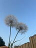 俐智（Loz）兒童玩具積木拼裝模型家居裝飾男女友生日情人節(jié)禮物1382小熊咖啡 曬單實(shí)拍圖