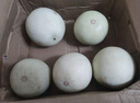 京源采山東玉菇甜瓜蜜瓜新鮮水果批發(fā)當季香瓜哈密瓜孕婦當季水果整箱 精選帶箱9斤高品質甜瓜 曬單實拍圖