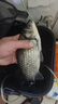 中逵魚(yú)餌昆蟲(chóng)蛋白磷蝦濃腥香味鯽鯉草鳊羅非野釣黑坑餌料悠漾青春30年 【香味】1包300克 曬單實(shí)拍圖