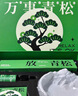 放輕松擺件萬事青松香薰禮盒畢業(yè)生日禮物男女生高級感教師節(jié)禮物 空山新雨【禮盒裝】 萬事青松生日禮物男生畢業(yè)禮物 曬單實拍圖