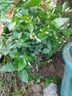 筆尖茉莉獨(dú)桿單瓣茉莉花盆栽虎頭茉莉室內(nèi)植物花苗白色茉莉好養(yǎng) 筆尖茉莉5年苗不含盆 曬單實(shí)拍圖