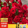 瑞典女王月季夏季耐曬灌木月季帶花苞四季開(kāi)花玫瑰大苗陽(yáng)臺庭院 卡羅拉原盆原土發(fā)貨大苗40cm左右 曬單實(shí)拍圖
