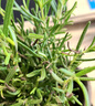 花翁迷迭香盆栽植物用西餐牛排室外陽(yáng)臺(tái) 迷迭香小盆+加侖盆源頭直發(fā) 曬單實(shí)拍圖