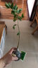 正宗海南黃花梨苗楠木苗小葉紫檀苗沉香苗四大名木花卉盆栽地栽 黃花梨苗35cm高以上【真貨】 地徑0.3-0.7粗不含盆送肥料 曬單實拍圖