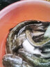 過山峰甲魚添加劑王八龜鱉誘食釣魚小藥餌料粉窩料開口鯰魚黑魚 過山峰1瓶【40克/瓶】 曬單實拍圖