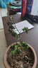 多花薔薇花苗藤本月季大花濃香庭院爬藤植物花卉盆栽陽(yáng)臺玫瑰四季 佛羅倫蒂娜 四季開(kāi)花 大花 濃香 小苗高度10-15厘米高 營(yíng)養缽苗 曬單實(shí)拍圖
