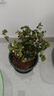 茉莉花盆栽帶花苞茉莉重瓣濃香型茉莉花客廳陽(yáng)臺(tái)四季開(kāi)花花卉綠植 茉莉花1盆+加倫盆+肥料【6-10顆】 曬單實(shí)拍圖