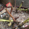 新品濃香型玫瑰花苗盆栽花卉綠植陽臺庭院室內(nèi)外老根耐寒四季開花 蘇格紅綠玫瑰 精品老樁2棵（四季開花濃香） 曬單實(shí)拍圖
