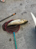 正品名倫羽魚竿手竿碳素釣魚竿超輕超硬28調(diào)臺(tái)釣竿19調(diào)大物竿 4.5m 8H 19調(diào) 黑坑大物 曬單實(shí)拍圖