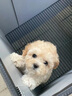 泰迪幼犬純種灰泰迪貴賓犬茶杯犬長(zhǎng)不大小體狗小型犬活體狗寵物狗 寵物級(jí) 香檳泰迪 公 曬單實(shí)拍圖