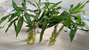 植男植女富貴竹水培竹子植物綠植室內(nèi)好養(yǎng)盆栽不帶根6/70cm含盆源頭直發(fā)  曬單實(shí)拍圖